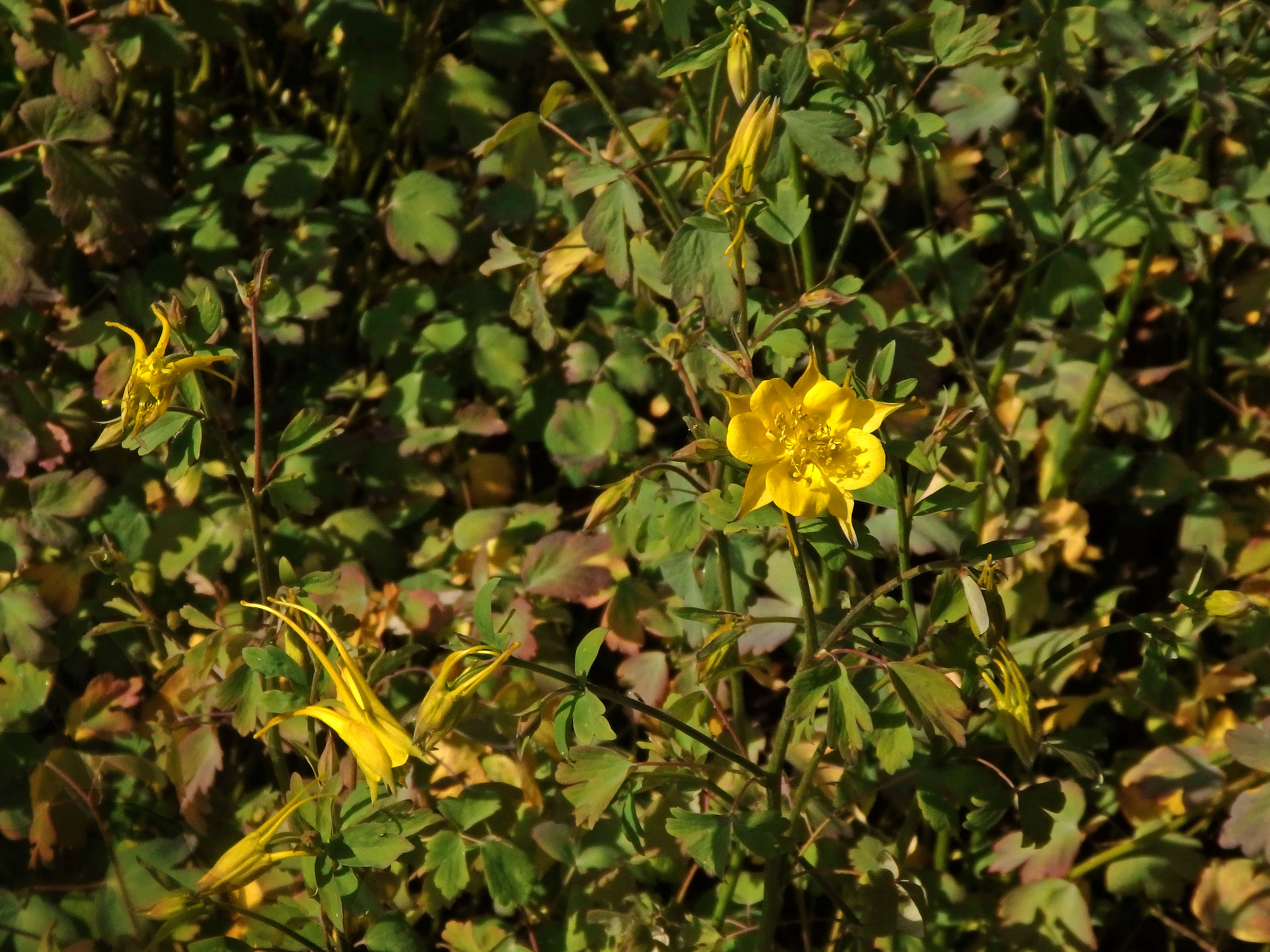 Orlíček zlatý (Aquilegia aurea Janka)