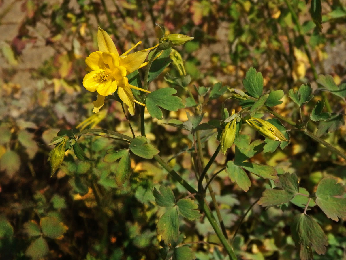 Orlíček zlatý (Aquilegia aurea Janka)