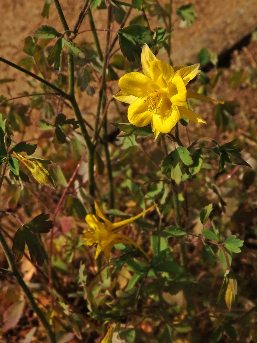 Orlíček zlatý (Aquilegia aurea Janka)