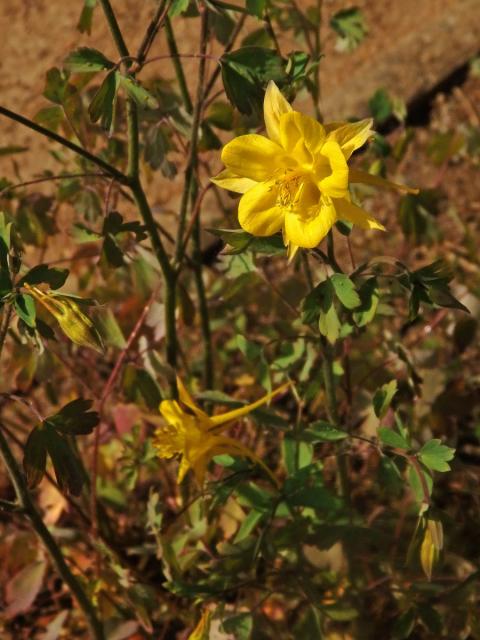 Orlíček zlatý (Aquilegia aurea Janka)