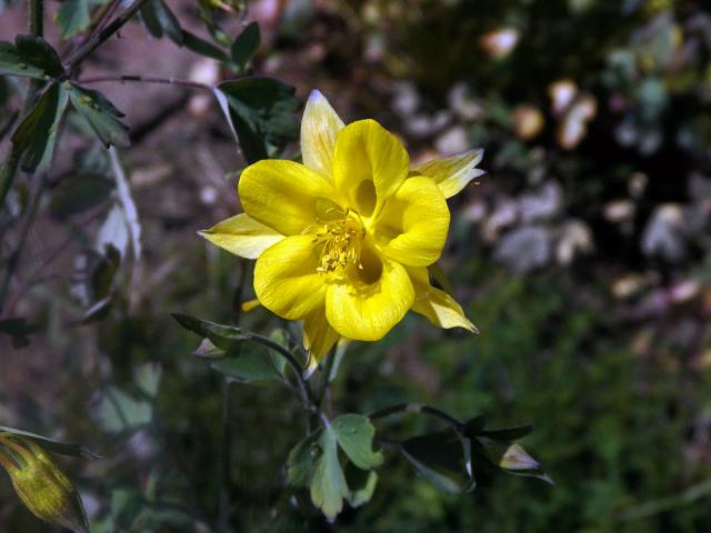 Orlíček zlatý (Aquilegia aurea Janka)