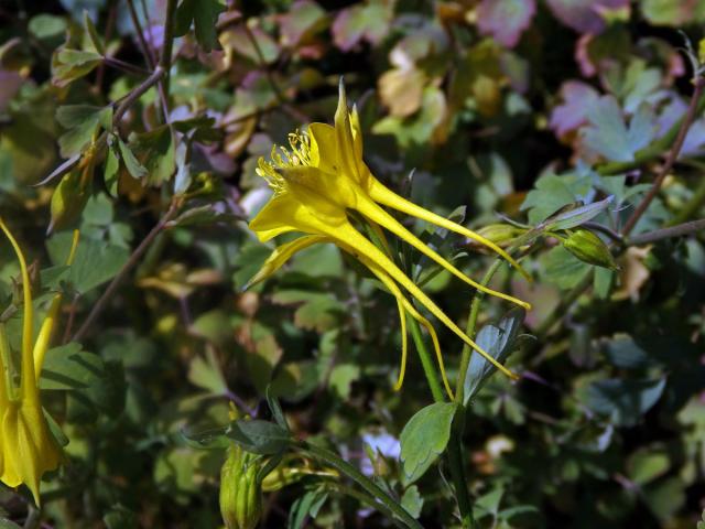 Orlíček zlatý (Aquilegia aurea Janka)