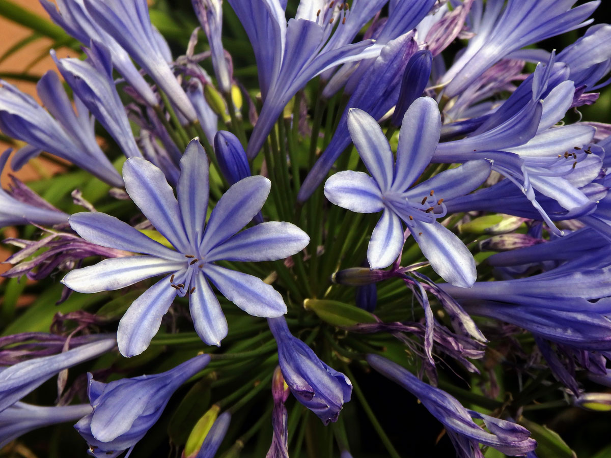 Kalokvět (Agapanthus praecox Willd.) s osmičetným květem (1a)