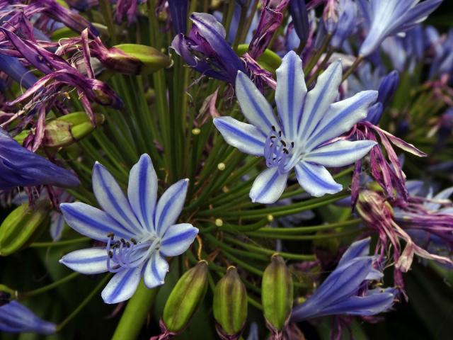 Kalokvět (Agapanthus praecox Willd.) s osmičetným květem (2)