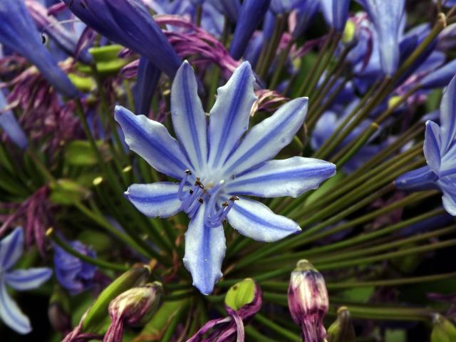 Kalokvět (Agapanthus praecox Willd.) s osmičetným květem (3)