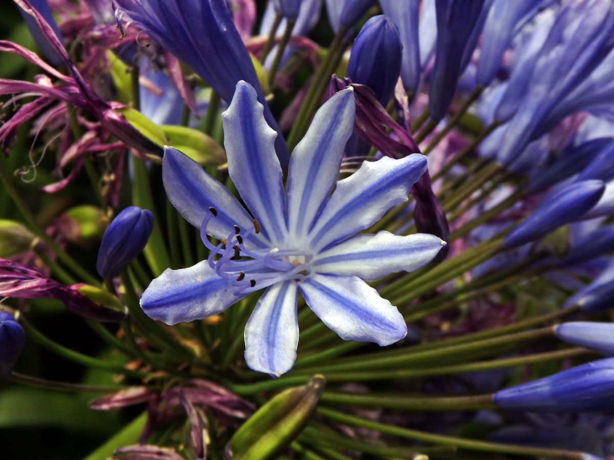 Kalokvět (Agapanthus praecox Willd.) s osmičetným květem (4)