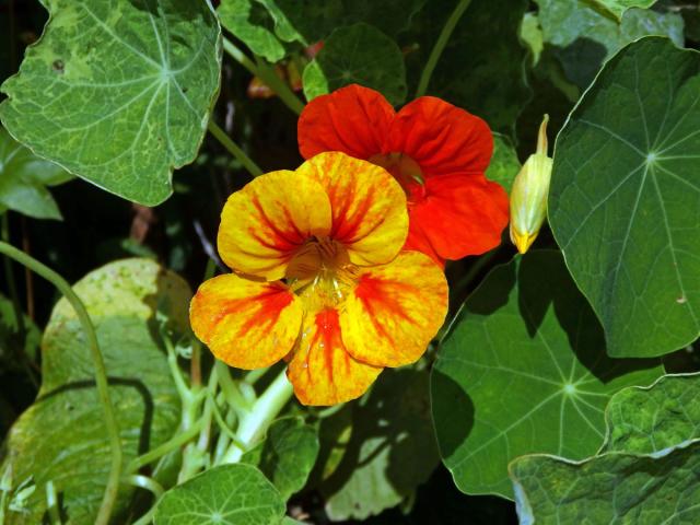 Lichořeřišnice větší (Tropaeolum majus L.)