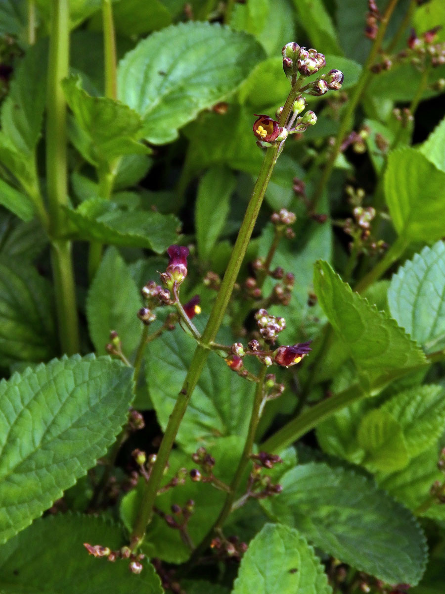 Krtičník (Strophularia auriculata L.)