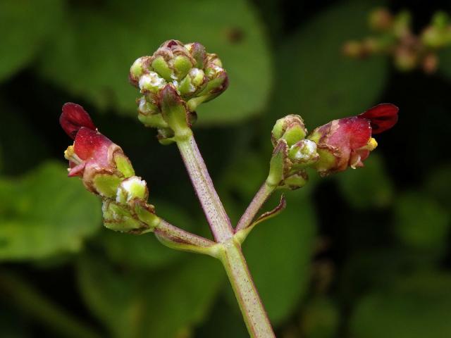 Krtičník (Strophularia auriculata L.)