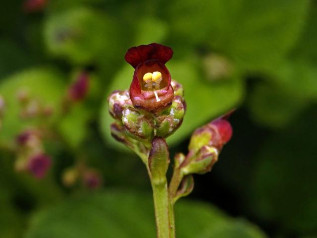 Krtičník (Strophularia auriculata L.)