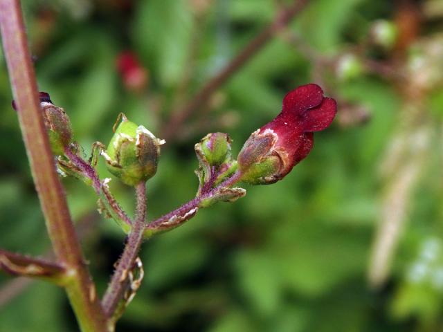 Krtičník (Strophularia auriculata L.)