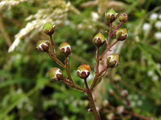 Krtičník (Strophularia auriculata L.)