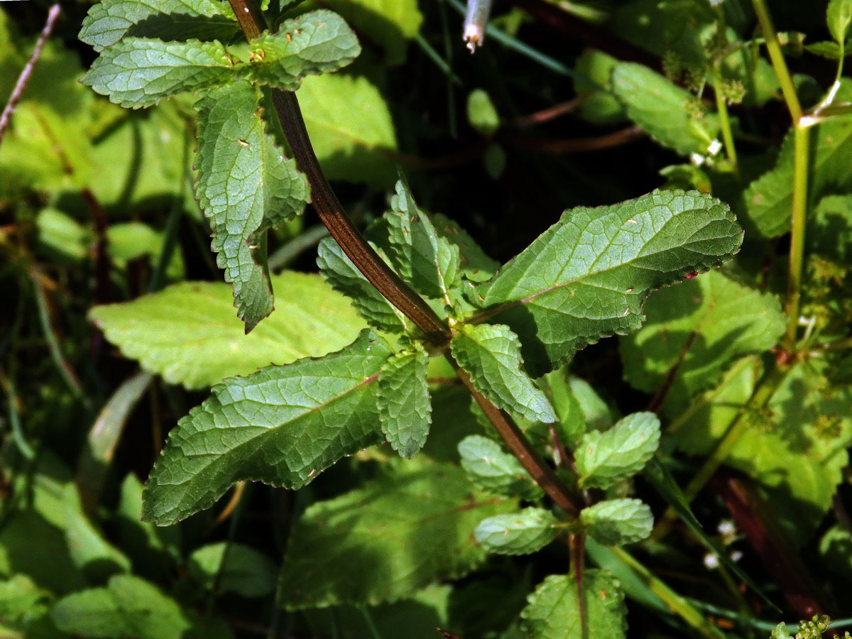 Krtičník (Strophularia auriculata L.)