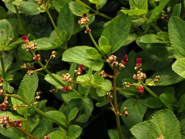 Krtičník (Strophularia auriculata L.)