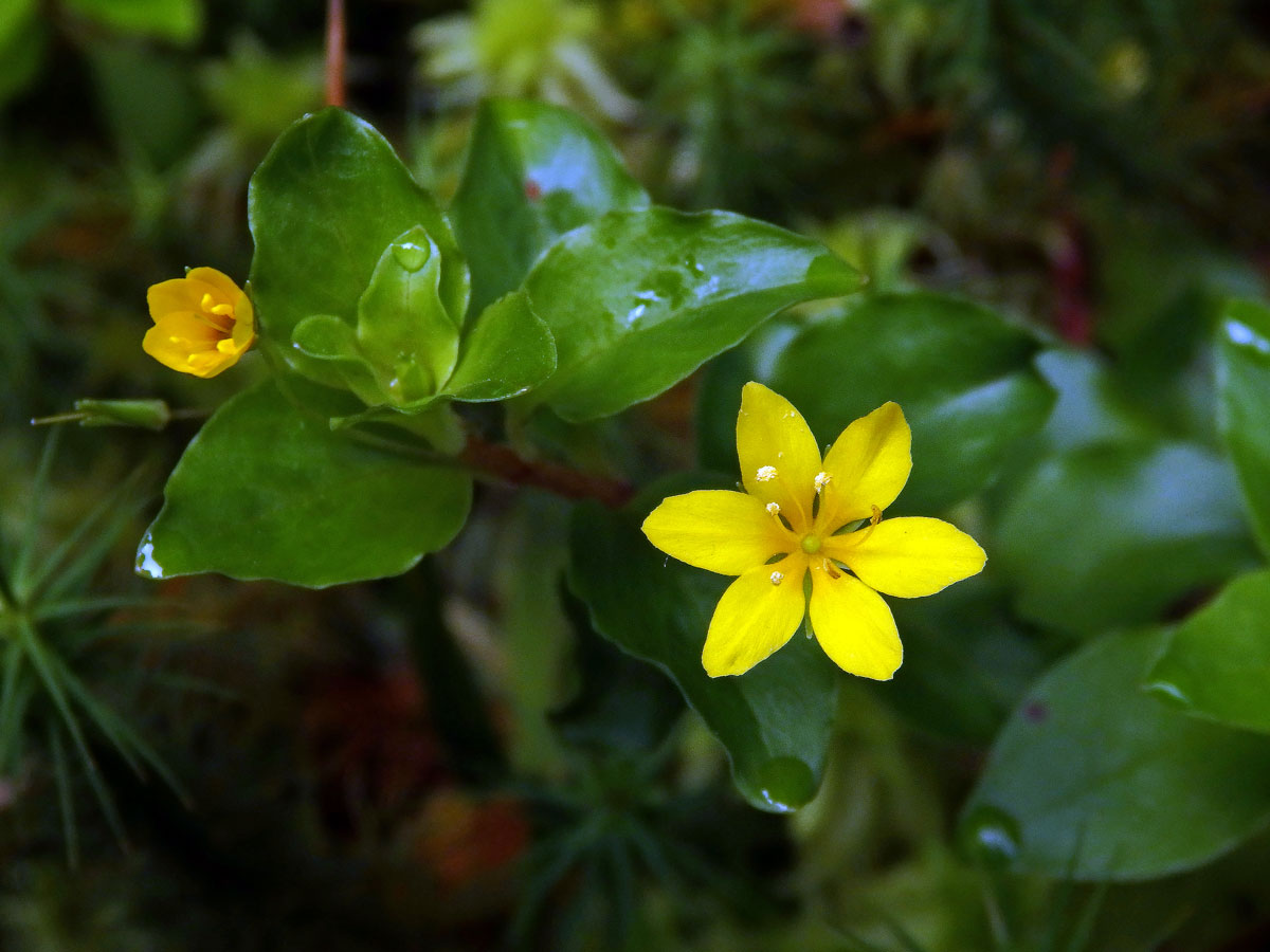 Vrbina azorská (Lysimachia azorica Hornem. ex Hook.) s šestičetným květem (4)