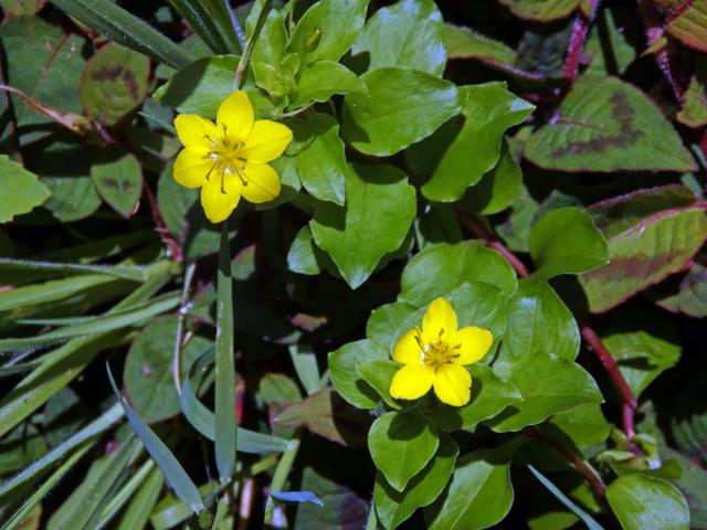 Vrbina azorská (Lysimachia azorica Hornem. ex Hook.) s šestičetným květem (6)