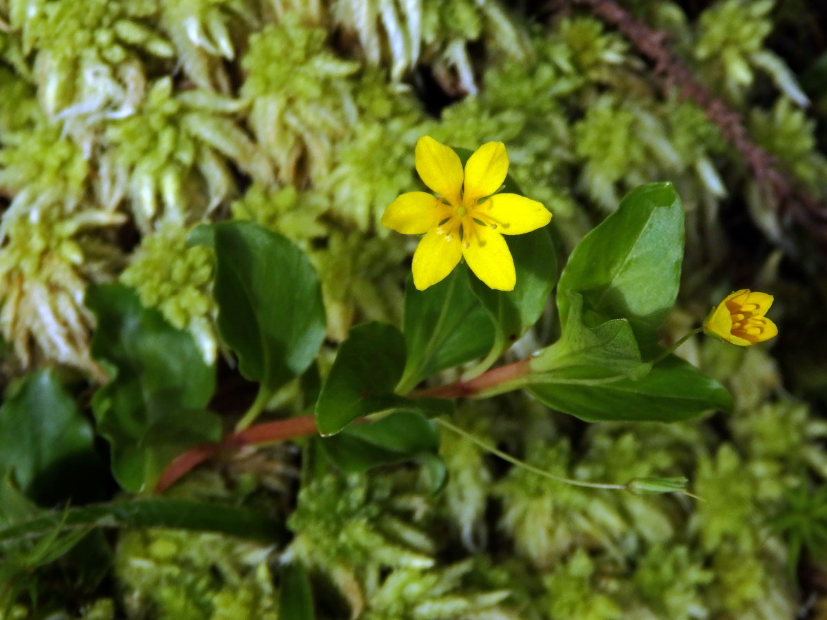 Vrbina azorská (Lysimachia azorica Hornem. ex Hook.) s šestičetným květem (7)