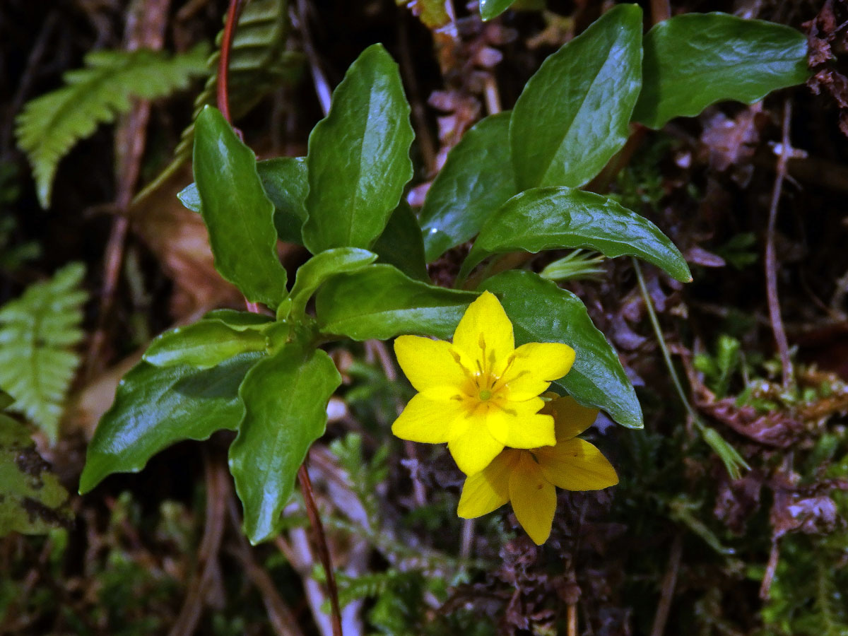 Vrbina azorská (Lysimachia azorica Hornem. ex Hook.) s šestičetným květem (8)