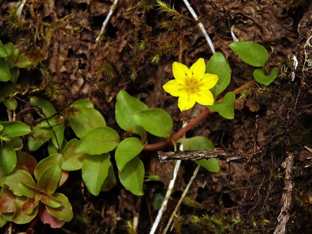 Vrbina azorská (Lysimachia azorica Hornem. ex Hook.) s šestičetným květem (9)