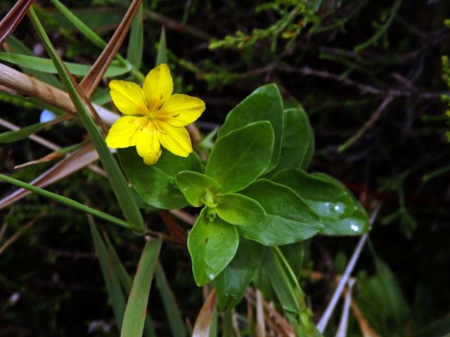 Vrbina azorská (Lysimachia azorica Hornem. ex Hook.) s šestičetným květem (10)