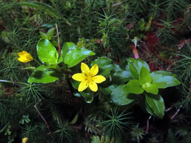 Vrbina azorská (Lysimachia azorica Hornem. ex Hook.) s šestičetným květem (11)