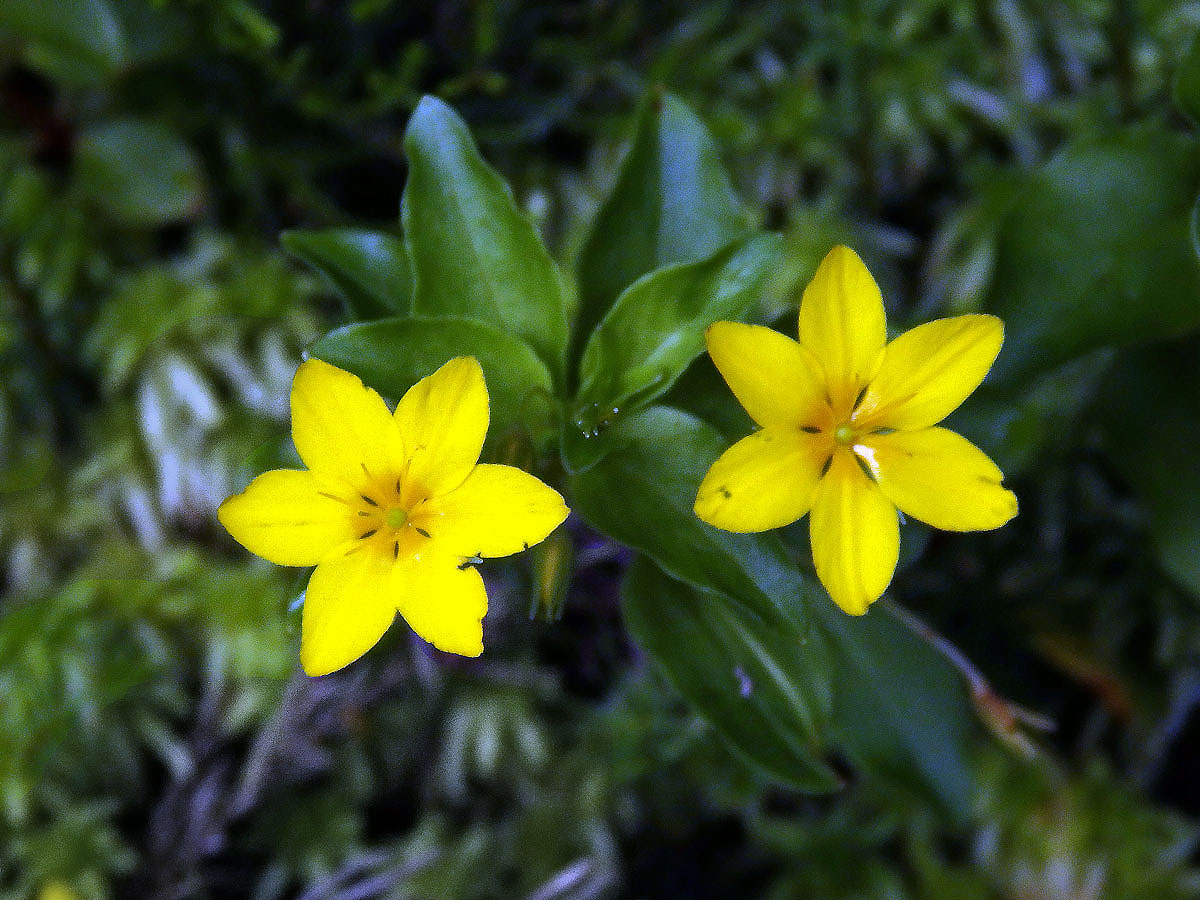 Vrbina azorská (Lysimachia azorica Hornem. ex Hook.) s šestičetným květem (12)