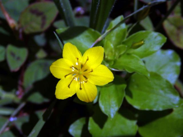 Vrbina azorská (Lysimachia azorica Hornem. ex Hook.) s šestičetným květem (13)