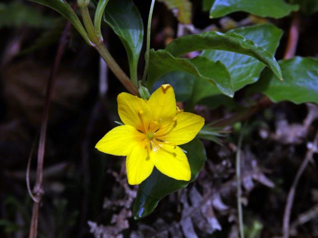 Vrbina azorská (Lysimachia azorica Hornem. ex Hook.) s šestičetným květem (14)