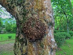 Platan javorolistý (Platanus x hispanica Mill.), nádor na kmeni (19)