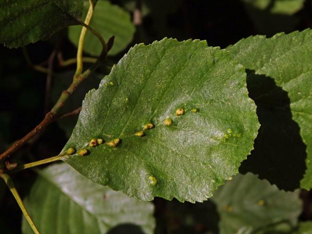 Hálky vlnovníka (Eriophyes inangulis) na olši lepkavé (Alnus glutinosa)