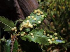 Hálky bejlomorky Dryomia circinnans, dub cer