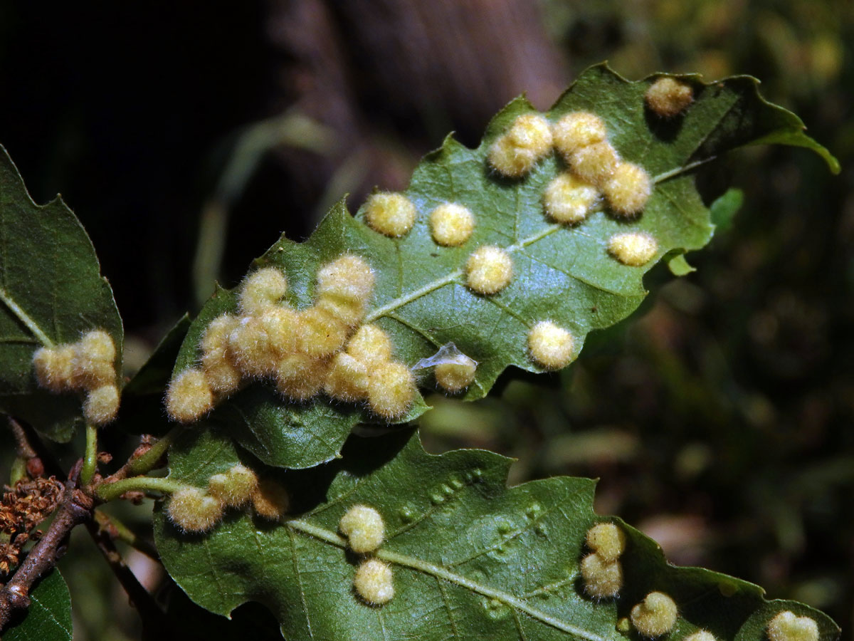 Hálky bejlomorky Dryomia circinnans, dub cer