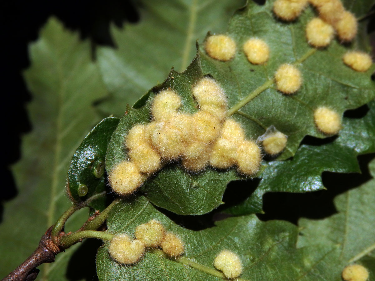 Hálky bejlomorky Dryomia circinnans, dub cer