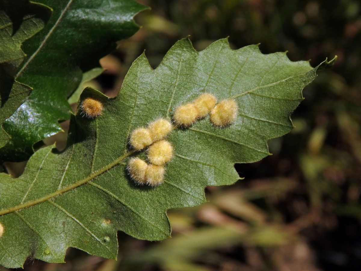 Hálky bejlomorky Dryomia circinnans, dub cer