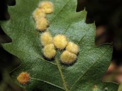 Hálky bejlomorky Dryomia circinnans, dub cer