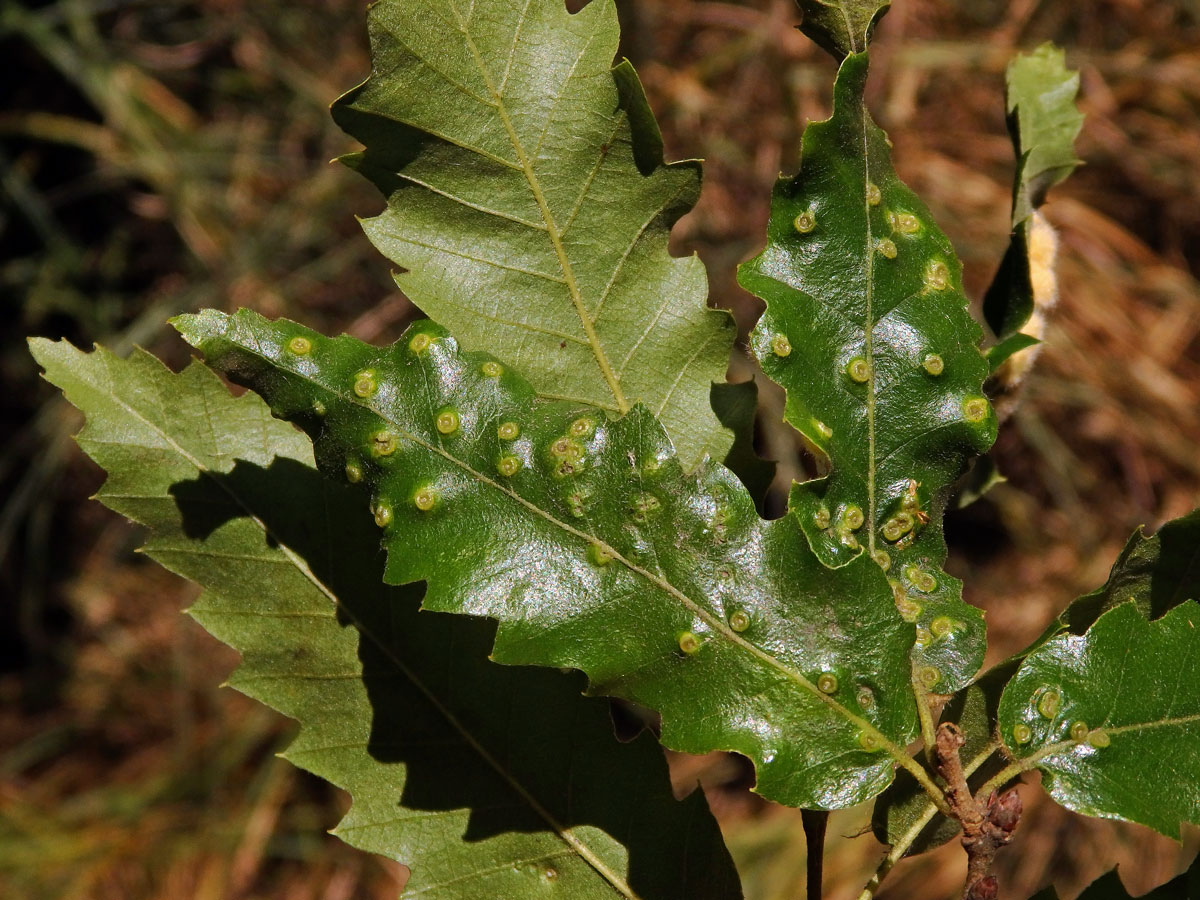 Hálky bejlomorky Dryomia circinnans, dub cer