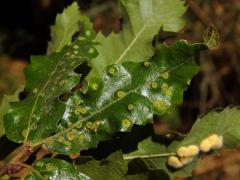 Hálky bejlomorky Dryomia circinnans, dub cer