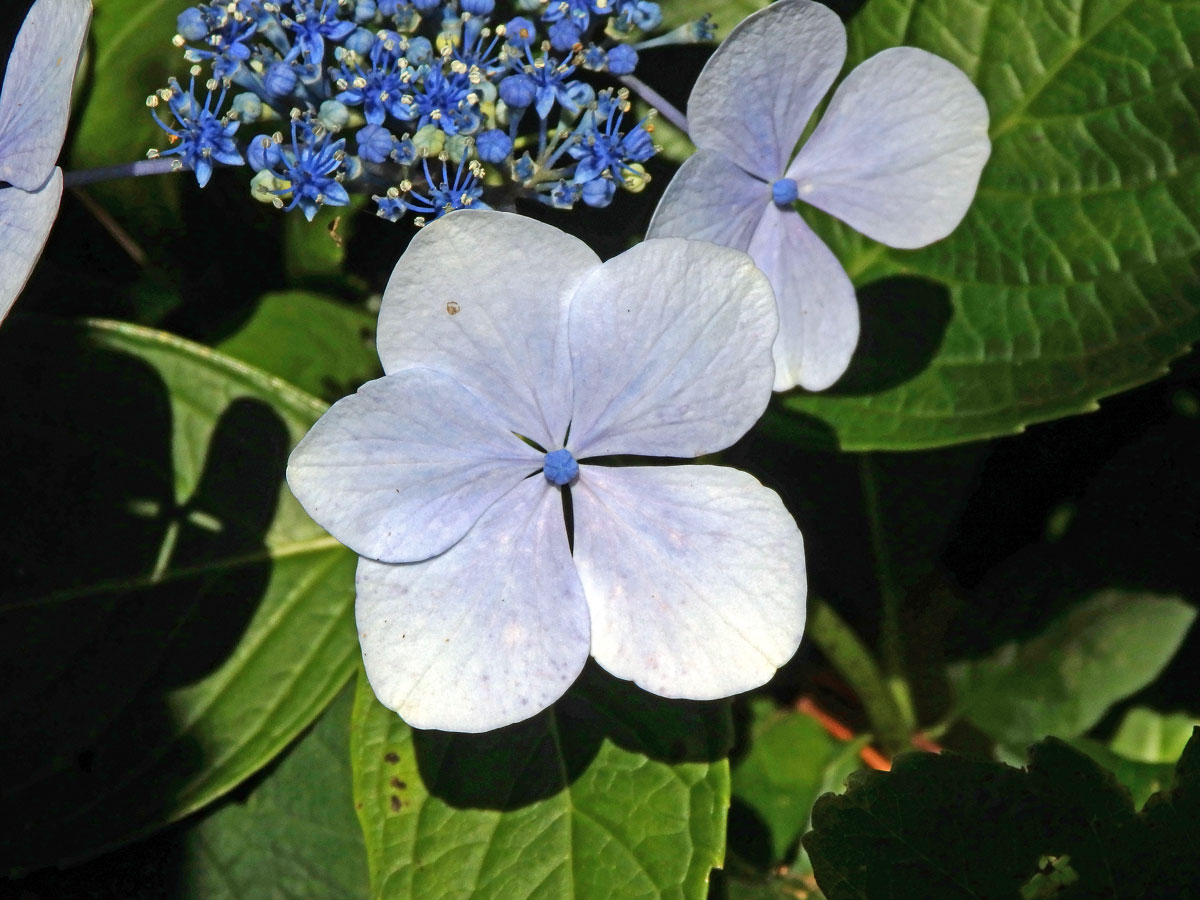 Hortenzie drsná (Hydrangea aspera Buch.-Ham. ex D. Don), pětičetný kalich (1)