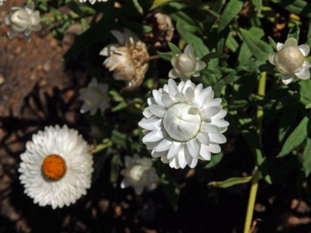 Smil listenatý (Helichrysum bractetatum (Vent.) Andrews)