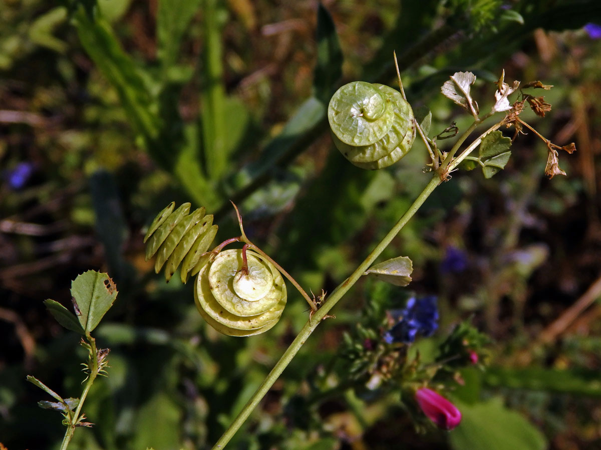 Tolice okrouhloplodá (Medicago orbicularis (L.) Bartal.)