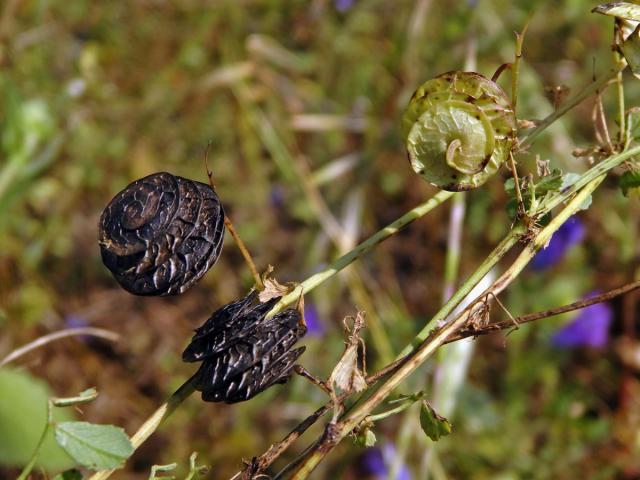 Tolice okrouhloplodá (Medicago orbicularis (L.) Bartal.)