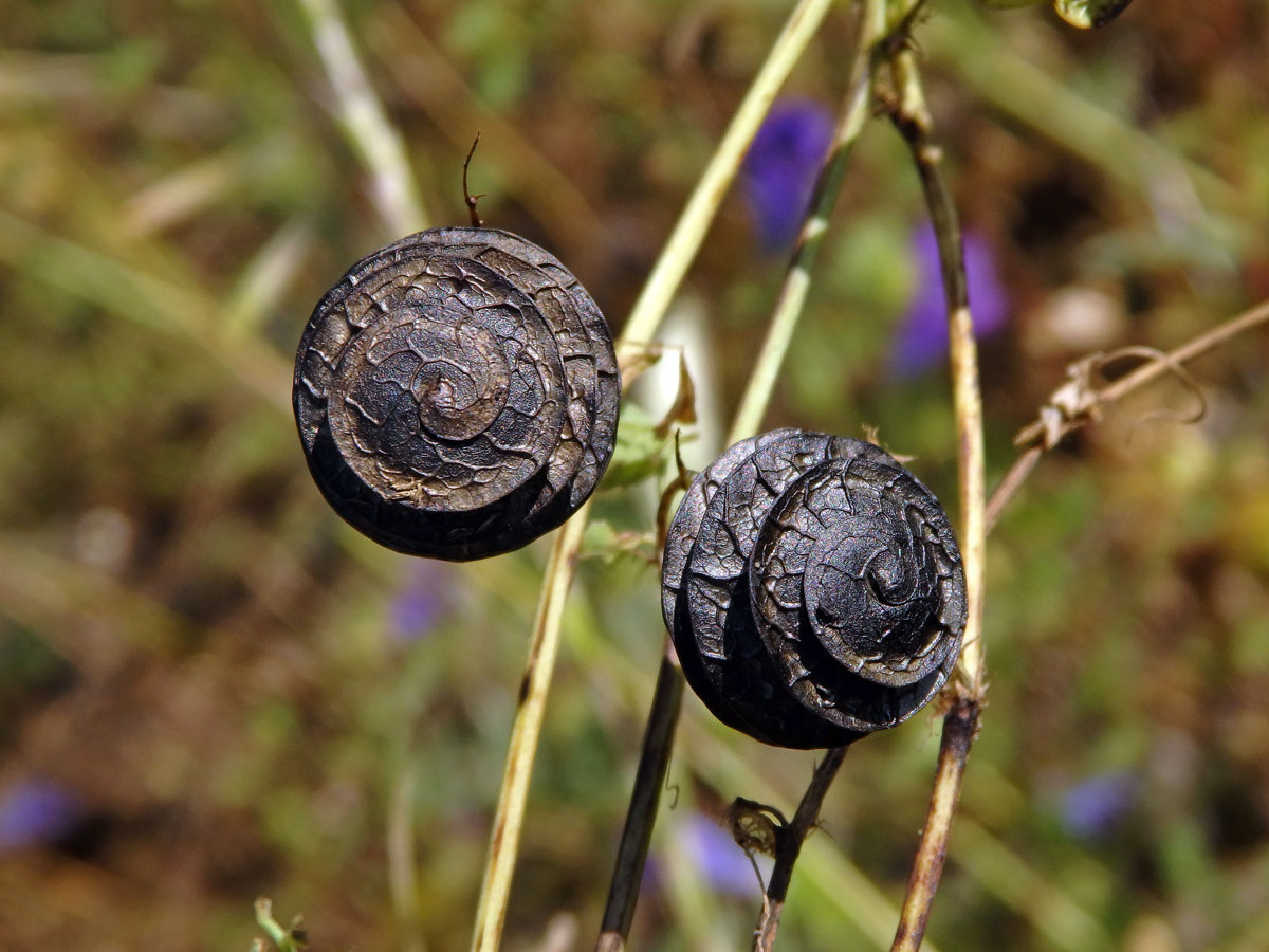 Tolice okrouhloplodá (Medicago orbicularis (L.) Bartal.)