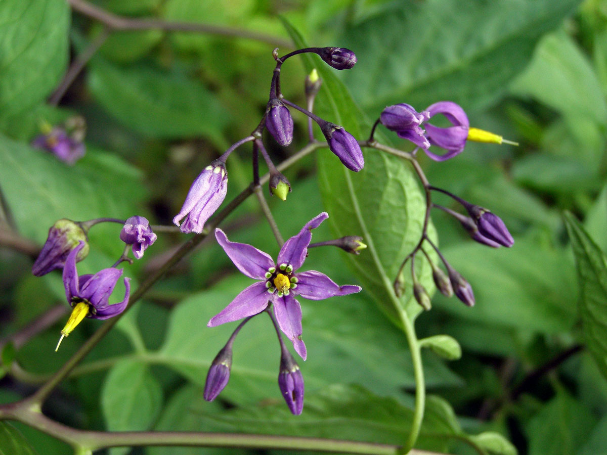 Lilek potměchuť (Solanum dulcamara L.)