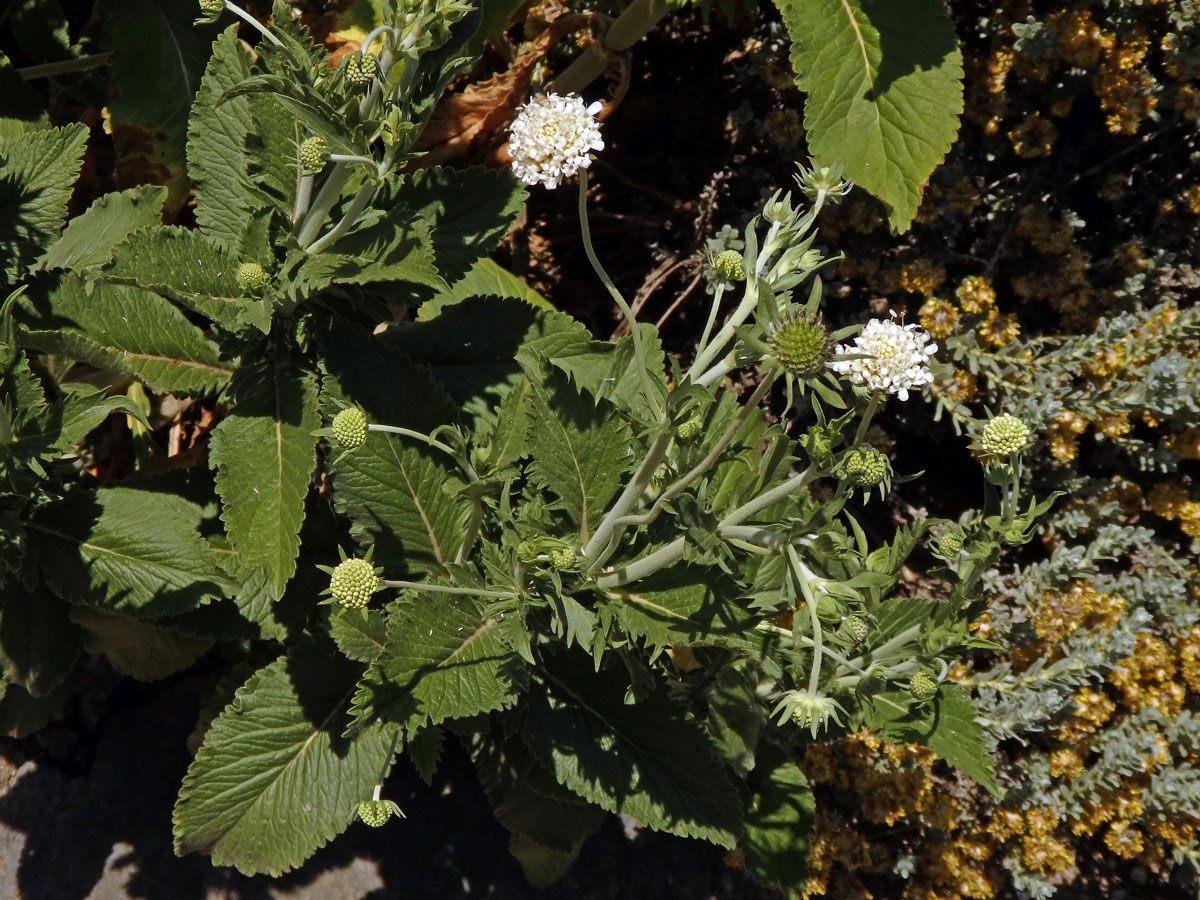 Hlaváč drakohorský (Scabiosa drakensbergensis B. L. Burtt)