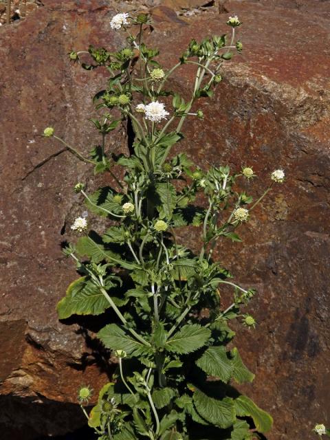 Hlaváč drakohorský (Scabiosa drakensbergensis B. L. Burtt)