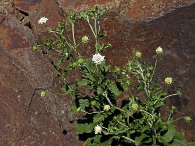 Hlaváč drakohorský (Scabiosa drakensbergensis B. L. Burtt)