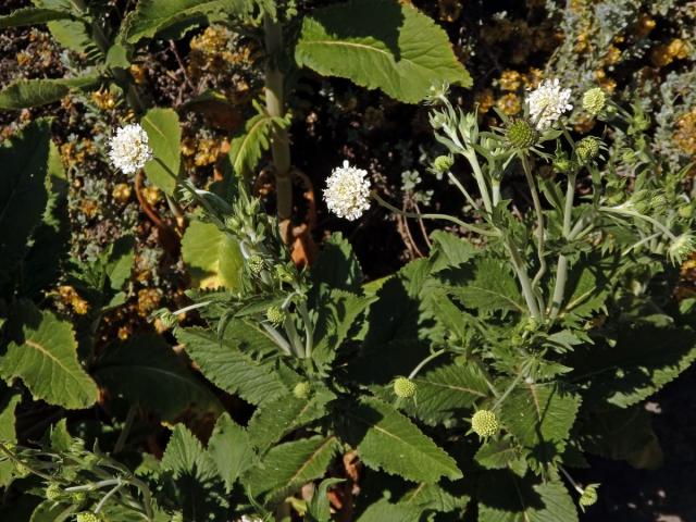 Hlaváč drakohorský (Scabiosa drakensbergensis B. L. Burtt)