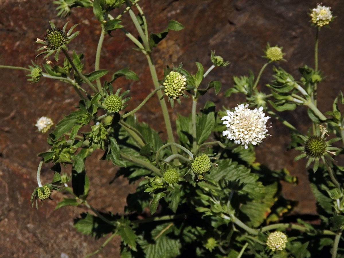 Hlaváč drakohorský (Scabiosa drakensbergensis B. L. Burtt)