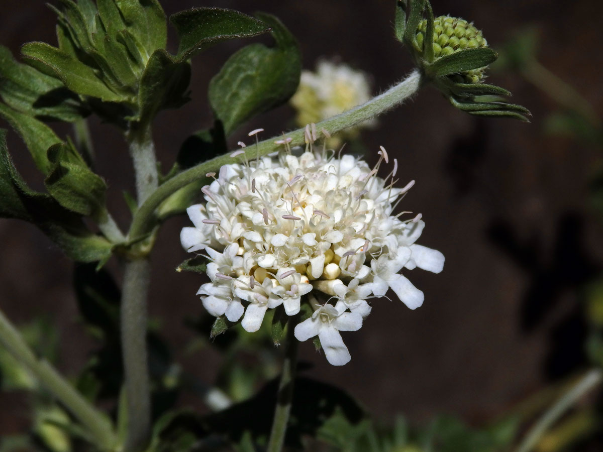 Hlaváč drakohorský (Scabiosa drakensbergensis B. L. Burtt)