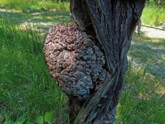 Tumor na akátu (Robinia pseudoacacia L.) (42b)